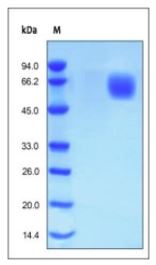 Human FGF R4, His Tag on SDS-PAGE under reducing (R) condition. The gel was stained overnight with Coomassie Blue. The purity of the protein is greater than 98%.